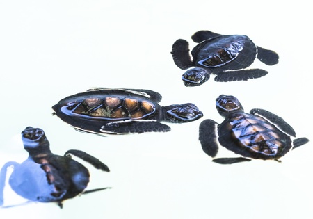 Little baby Sea turtles in nursery, Thailand の写真素材