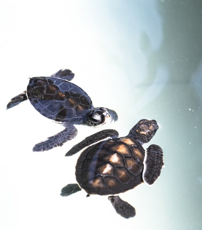 Little baby Sea turtles in nursery, Thailand の写真素材