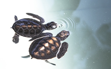 Little baby Sea turtles in nursery, Thailand の写真素材