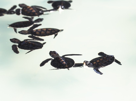 Little baby Sea turtles in nursery, Thailand の写真素材