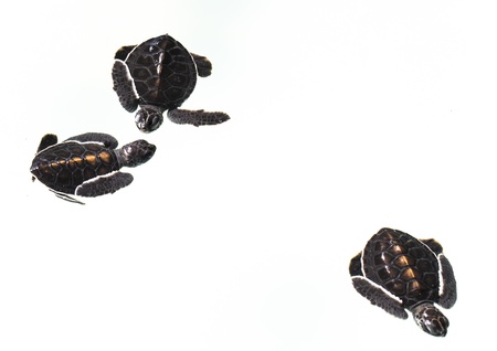Little baby Sea turtles in nursery, Thailand の写真素材