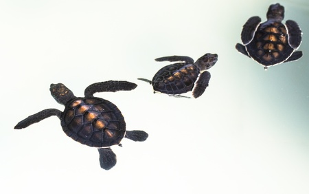 Little baby Sea turtles in nursery, Thailand の写真素材