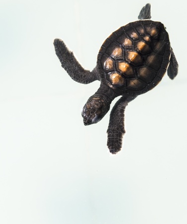 Little baby Sea turtles in nursery, Thailand の写真素材
