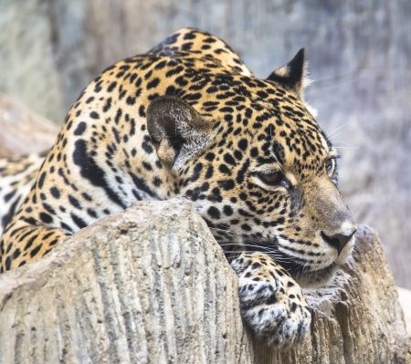 close up of a large Jaguarの写真素材