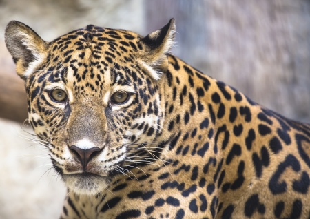 close up of a large Jaguarの写真素材