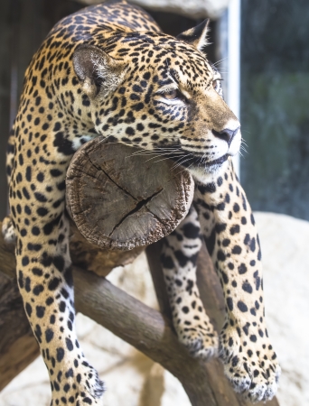 close up of a large Jaguarの写真素材