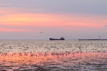 Seagulls flying against a sunset の写真素材
