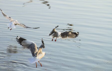 Seagulls against a sunsetの写真素材