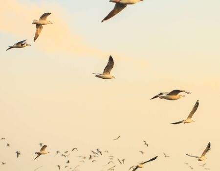 Seagulls flying against a sunset の写真素材