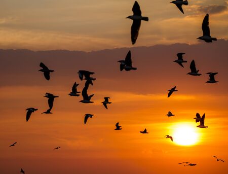 Seagulls flying against a sunset の写真素材