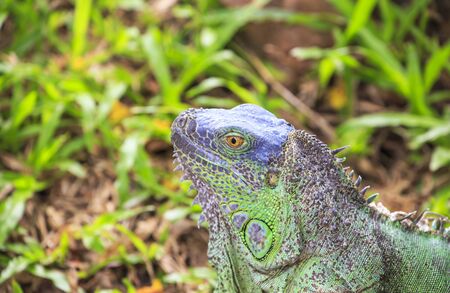 Iguana on a grassの写真素材