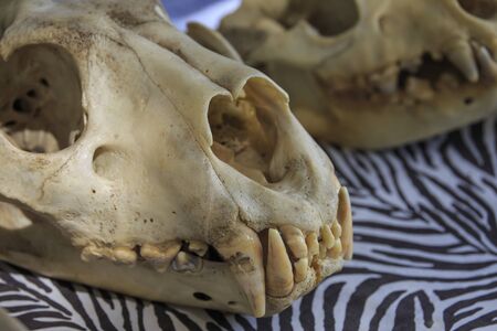Animal skulls