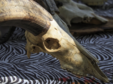 Animal skullsの写真素材