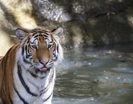 Close up Tigers in summer dayの写真素材