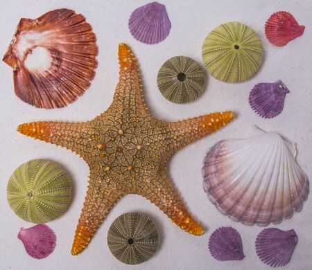 frame made with starfish and shells on the white sand