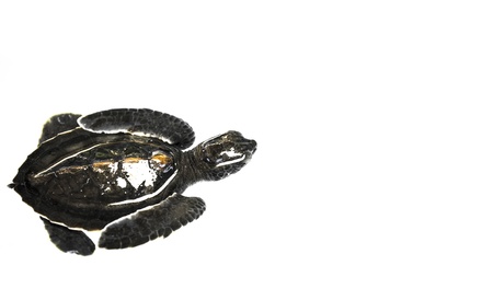 Little baby Sea turtles in nursery, Thailandの写真素材