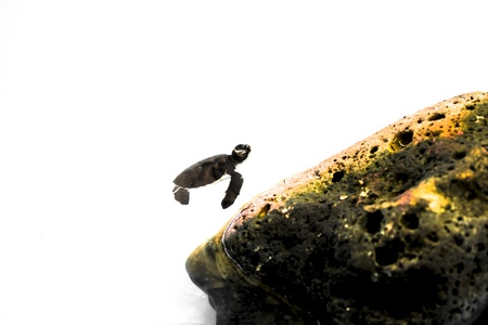 Little baby Sea turtles in nursery, Thailandの写真素材