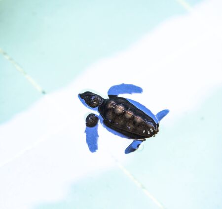 Little baby Sea turtles in nursery, Thailand