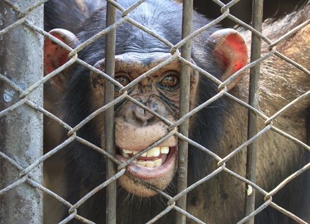 chimpanzee at a Cage