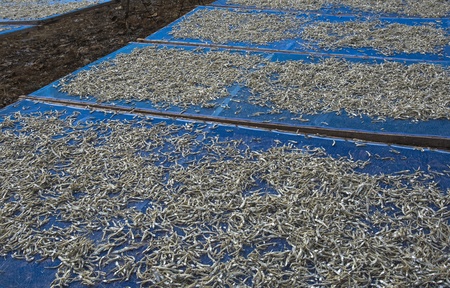 Fish drying outside on the beach 