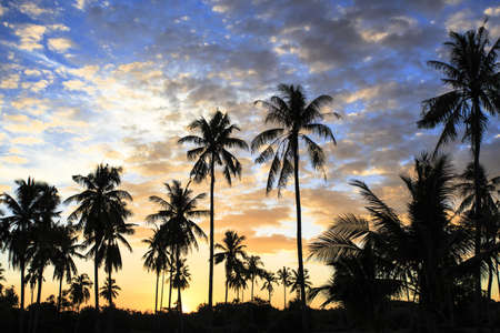 Landscape silhouette coconut tree in the morning