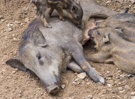 Wild boar family の写真素材