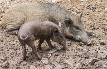 Wild boar family の写真素材