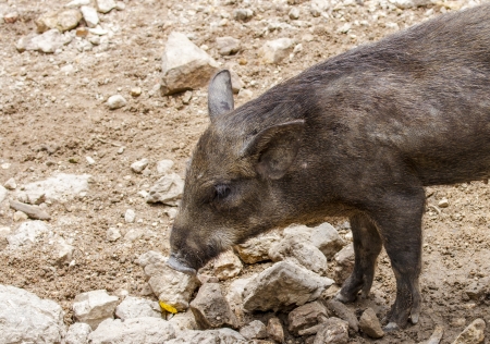 small wild boars の写真素材