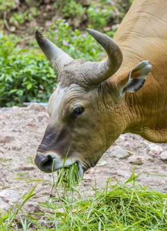 Banteng or Red Bull eating grassの写真素材