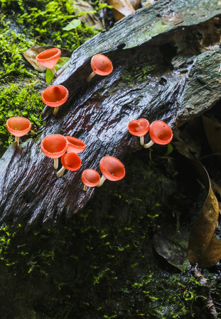 Red cup fungi or Champagne mushroom in rain forest at national park,Thailandの写真素材