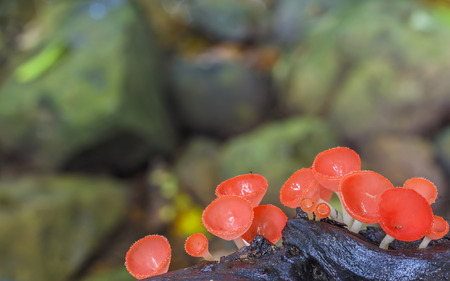 Red cup fungi or Champagne mushroom in rain forest at national park,Thailand 