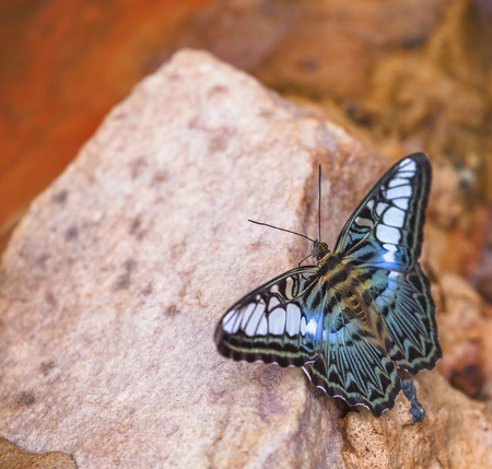 Beautiful butterfly in nature  Pang Sida national park  Sa Kaeo Province, Thailand の写真素材