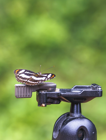 Beautiful butterfly in nature  Pang Sida national park  Sa Kaeo Province, Thailand の写真素材