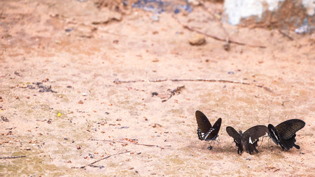 Beautiful butterfly in nature  Pang Sida national park  Sa Kaeo Province, Thailand の写真素材