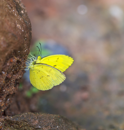 Beautiful butterfly in nature  Pang Sida national park  Sa Kaeo Province, Thailand  の写真素材