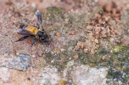 Honey Bee closeup on ground 