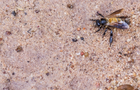 Honey Bee closeup on ground 
