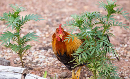 portrait of a colorful cockの写真素材