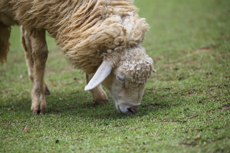 sheep in green field farm の写真素材