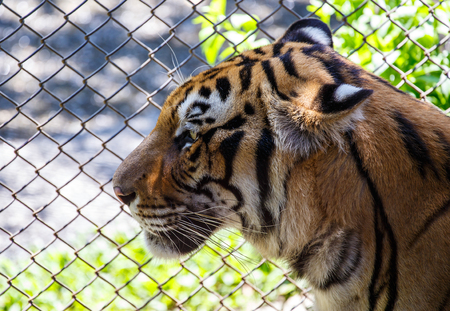 Tiger の写真素材