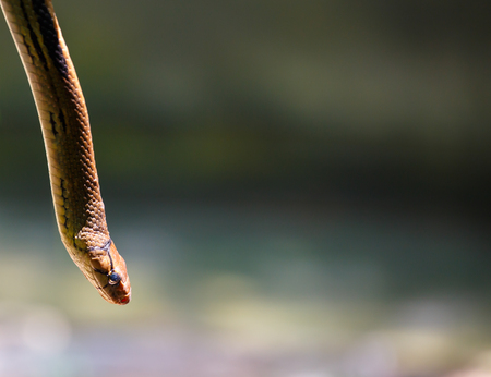 Snake hiding in the bushesの写真素材