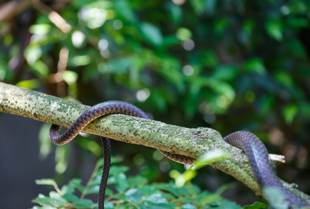 Snake hiding in the bushes