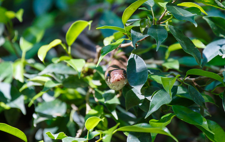 Snake in the bushの写真素材