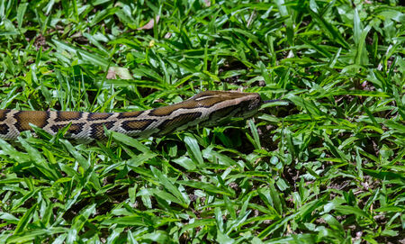 closeup of a boa snake slithering  the grassの写真素材