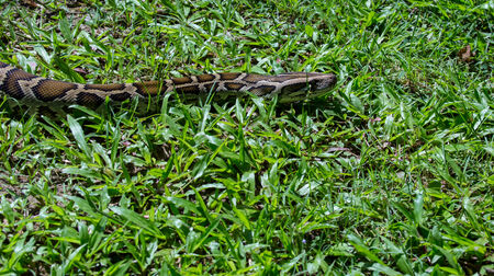 closeup of a boa snake slithering  the grass