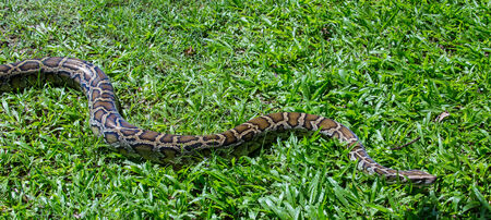 closeup of a boa snake slithering  the grass