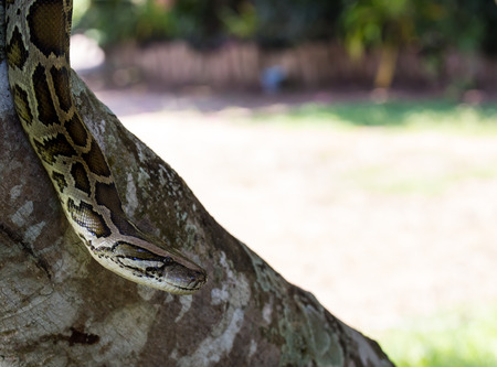 closeup of a boa snake slithering  the treeの写真素材