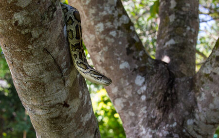 closeup of a boa snake slithering  the treeの写真素材