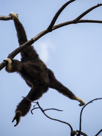 Lar Gibbon hanging on a tree 