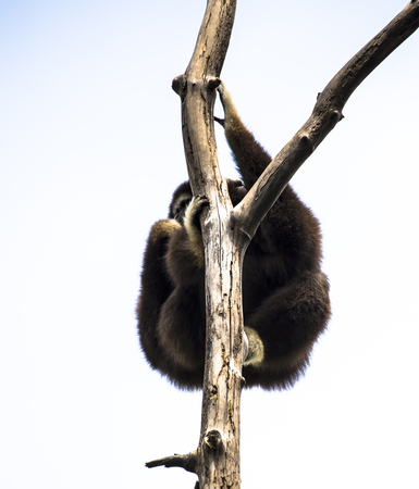 Lar Gibbon hanging on a tree 